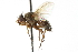  (Actia autumnalis - CNC DIPTERA 104933)  @13 [ ] CreativeCommons - Attribution (2011) CNC/CBG Photography Group Centre for Biodiversity Genomics