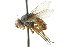  (Ceromya ontario - CNC DIPTERA 104962)  @14 [ ] CreativeCommons - Attribution (2011) CNC/CBG Photography Group Centre for Biodiversity Genomics