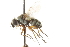  ( - CNC DIPTERA 104973)  @13 [ ] CreativeCommons - Attribution (2011) CNC/CBG Photography Group Centre for Biodiversity Genomics