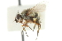 ( - CNC DIPTERA 104974)  @11 [ ] CreativeCommons - Attribution (2011) CNC/CBG Photography Group Centre for Biodiversity Genomics