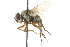  ( - CNC DIPTERA 104976)  @13 [ ] CreativeCommons - Attribution (2011) CNC/CBG Photography Group Centre for Biodiversity Genomics