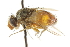  ( - CNC DIPTERA 104980)  @12 [ ] CreativeCommons - Attribution (2011) CNC/CBG Photography Group Centre for Biodiversity Genomics