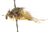  ( - CNC DIPTERA 104982)  @12 [ ] CreativeCommons - Attribution (2011) CNC/CBG Photography Group Centre for Biodiversity Genomics