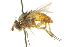  ( - CNC DIPTERA 104983)  @13 [ ] CreativeCommons - Attribution (2011) CNC/CBG Photography Group Centre for Biodiversity Genomics