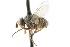 ( - CNC DIPTERA 104990)  @12 [ ] CreativeCommons - Attribution (2011) CNC/CBG Photography Group Centre for Biodiversity Genomics