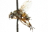  ( - CNC DIPTERA 105001)  @11 [ ] CreativeCommons - Attribution (2011) CNC/CBG Photography Group Centre for Biodiversity Genomics