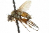  ( - CNC DIPTERA 105002)  @11 [ ] CreativeCommons - Attribution (2011) CNC/CBG Photography Group Centre for Biodiversity Genomics