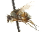  ( - CNC DIPTERA 105004)  @13 [ ] CreativeCommons - Attribution (2011) CNC/CBG Photography Group Centre for Biodiversity Genomics