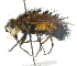  (Protodejeania echinata - CNC DIPTERA 105072)  @15 [ ] CreativeCommons - Attribution (2011) CNC/CBG Photography Group Centre for Biodiversity Genomics
