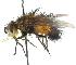  ( - CNC DIPTERA 105079)  @14 [ ] CreativeCommons - Attribution (2011) CNC/CBG Photography Group Centre for Biodiversity Genomics
