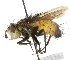  (Peleteria flaviventris - CNC DIPTERA 105083)  @11 [ ] CreativeCommons - Attribution (2011) CNC/CBG Photography Group Centre for Biodiversity Genomics