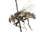  ( - CNC DIPTERA 105105)  @13 [ ] CreativeCommons - Attribution (2011) CNC/CBG Photography Group Centre for Biodiversity Genomics