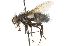  ( - CNC DIPTERA 105112)  @11 [ ] CreativeCommons - Attribution (2011) CNC/CBG Photography Group Centre for Biodiversity Genomics