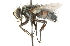  (Nilea lobeliae - CNC DIPTERA 105114)  @14 [ ] CreativeCommons - Attribution (2011) CNC/CBG Photography Group Centre for Biodiversity Genomics