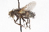  ( - CNC DIPTERA 105124)  @11 [ ] CreativeCommons - Attribution (2011) CNC/CBG Photography Group Centre for Biodiversity Genomics