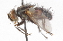  ( - CNC DIPTERA 105125)  @14 [ ] CreativeCommons - Attribution (2011) CNC/CBG Photography Group Centre for Biodiversity Genomics