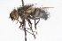  (Nilea noctuiformis - CNC DIPTERA 105126)  @14 [ ] CreativeCommons - Attribution (2011) CNC/CBG Photography Group Centre for Biodiversity Genomics