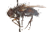  ( - CNC DIPTERA 105141)  @13 [ ] CreativeCommons - Attribution (2011) CNC/CBG Photography Group Centre for Biodiversity Genomics