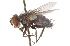  ( - CNC DIPTERA 105142)  @13 [ ] CreativeCommons - Attribution (2011) CNC/CBG Photography Group Centre for Biodiversity Genomics