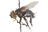  ( - CNC DIPTERA 105143)  @13 [ ] CreativeCommons - Attribution (2011) CNC/CBG Photography Group Centre for Biodiversity Genomics