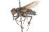  ( - CNC DIPTERA 105145)  @11 [ ] CreativeCommons - Attribution (2011) CNC/CBG Photography Group Centre for Biodiversity Genomics