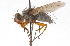 ( - CNC DIPTERA 105146)  @11 [ ] CreativeCommons - Attribution (2011) CNC/CBG Photography Group Centre for Biodiversity Genomics