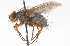  ( - CNC DIPTERA 105149)  @11 [ ] CreativeCommons - Attribution (2011) CNC/CBG Photography Group Centre for Biodiversity Genomics