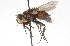  (Peleteria obsoleta - CNC DIPTERA 105175)  @14 [ ] CreativeCommons - Attribution (2011) CNC/CBG Photography Group Centre for Biodiversity Genomics