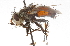  ( - CNC DIPTERA 105176)  @14 [ ] CreativeCommons - Attribution (2011) CNC/CBG Photography Group Centre for Biodiversity Genomics