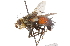  (Peleteria - CNC DIPTERA 105180)  @15 [ ] CreativeCommons - Attribution (2011) CNC/CBG Photography Group Centre for Biodiversity Genomics