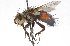  ( - CNC DIPTERA 105183)  @14 [ ] CreativeCommons - Attribution (2011) CNC/CBG Photography Group Centre for Biodiversity Genomics