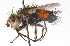  (Deopalpus contiguus - CNC DIPTERA 105184)  @14 [ ] CreativeCommons - Attribution (2011) CNC/CBG Photography Group Centre for Biodiversity Genomics
