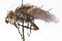  ( - CNC DIPTERA 105185)  @14 [ ] CreativeCommons - Attribution (2011) CNC/CBG Photography Group Centre for Biodiversity Genomics