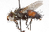  ( - CNC DIPTERA 105186)  @12 [ ] CreativeCommons - Attribution (2011) CNC/CBG Photography Group Centre for Biodiversity Genomics