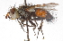  ( - CNC DIPTERA 105187)  @13 [ ] CreativeCommons - Attribution (2011) CNC/CBG Photography Group Centre for Biodiversity Genomics