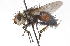  (Deopalpus sp. 2 - CNC DIPTERA 105191)  @14 [ ] CreativeCommons - Attribution (2011) CNC/CBG Photography Group Centre for Biodiversity Genomics