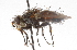  (Deopalpus sp. 1 - CNC DIPTERA 105195)  @14 [ ] CreativeCommons - Attribution (2011) CNC/CBG Photography Group Centre for Biodiversity Genomics