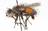  ( - CNC DIPTERA 105196)  @14 [ ] CreativeCommons - Attribution (2011) CNC/CBG Photography Group Centre for Biodiversity Genomics