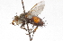  ( - CNC DIPTERA 105199)  @13 [ ] CreativeCommons - Attribution (2011) CNC/CBG Photography Group Centre for Biodiversity Genomics