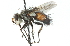  (Deopalpus sp. 3 - CNC DIPTERA 105200)  @14 [ ] CreativeCommons - Attribution (2011) CNC/CBG Photography Group Centre for Biodiversity Genomics