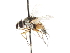  ( - CNC DIPTERA 105030)  @13 [ ] CreativeCommons - Attribution (2011) CNC/CBG Photography Group Centre for Biodiversity Genomics