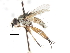  ( - CNC DIPTERA 105032)  @13 [ ] CreativeCommons - Attribution (2011) CNC/CBG Photography Group Centre for Biodiversity Genomics