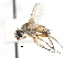  ( - CNC DIPTERA 105059)  @13 [ ] CreativeCommons - Attribution (2011) CNC/CBG Photography Group Centre for Biodiversity Genomics