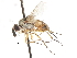  ( - CNC DIPTERA 105062)  @13 [ ] CreativeCommons - Attribution (2011) CNC/CBG Photography Group Centre for Biodiversity Genomics