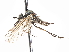  ( - CNC DIPTERA 103400)  @12 [ ] CreativeCommons - Attribution (2011) CNC/CBG Photography Group Centre for Biodiversity Genomics