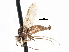  ( - CNC DIPTERA 103401)  @12 [ ] CreativeCommons - Attribution (2011) CNC/CBG Photography Group Centre for Biodiversity Genomics