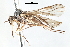  ( - CNC DIPTERA 103405)  @11 [ ] CreativeCommons - Attribution (2011) CNC/CBG Photography Group Centre for Biodiversity Genomics