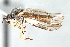  (Iteaphila bulbosa - CNC DIPTERA 103406)  @13 [ ] CreativeCommons - Attribution (2011) CNC/CBG Photography Group Centre for Biodiversity Genomics
