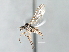  ( - CNC DIPTERA 103407)  @12 [ ] CreativeCommons - Attribution (2011) CNC/CBG Photography Group Centre for Biodiversity Genomics
