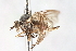  ( - CNC DIPTERA 103408)  @11 [ ] CreativeCommons - Attribution (2011) CNC/CBG Photography Group Centre for Biodiversity Genomics